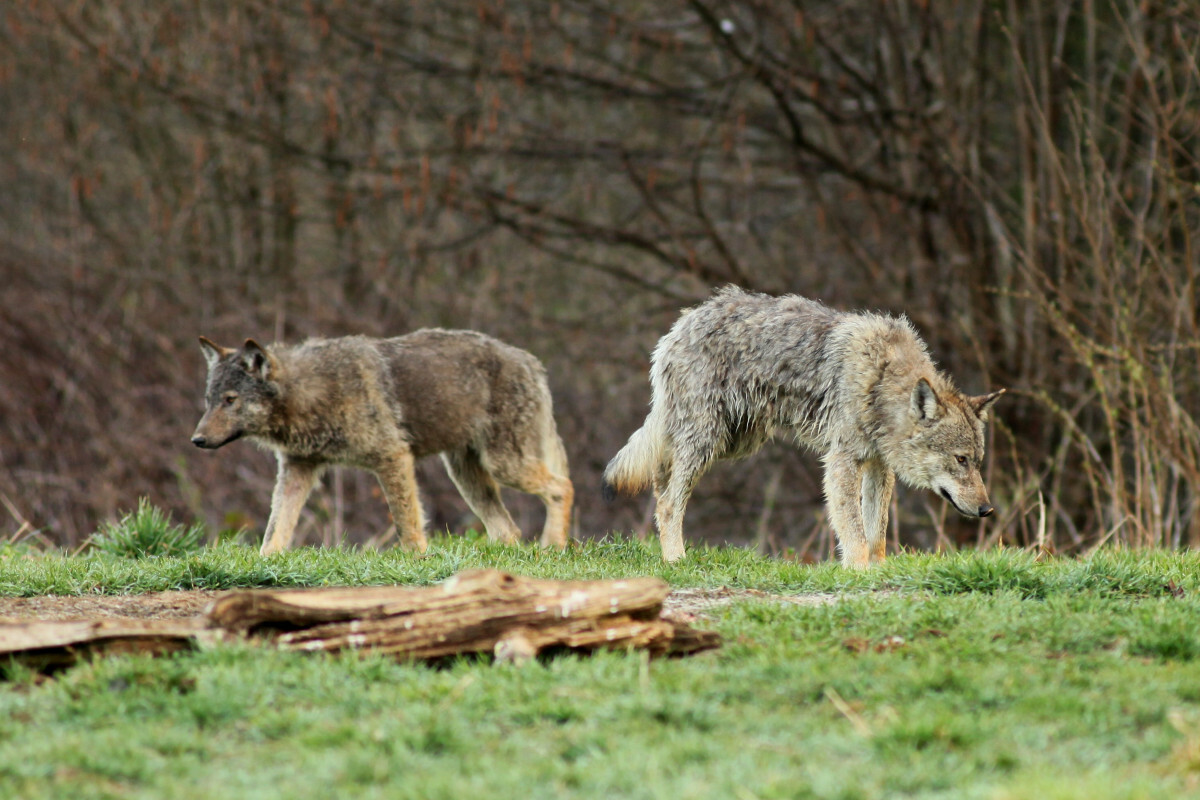 Wilki w Polsce, Bieszczady