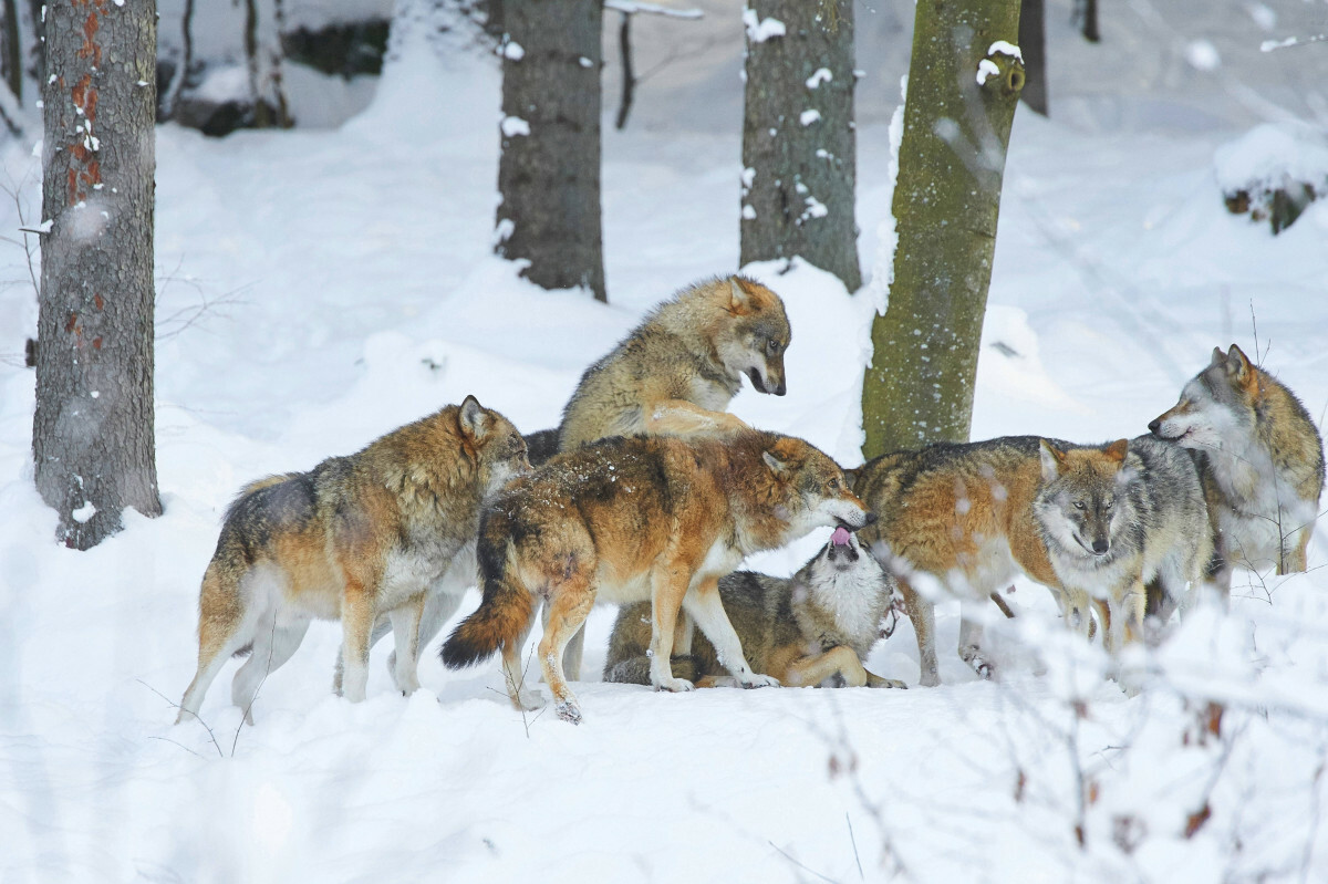 wilki w Polsce, wataha wilków