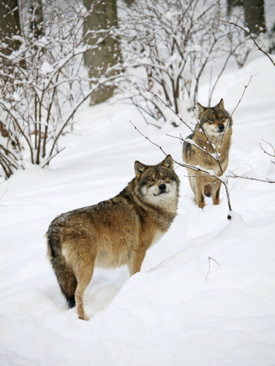 wilki w Polsce, ważne informacje