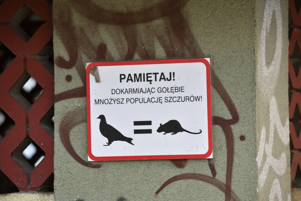 Wrocław szczury