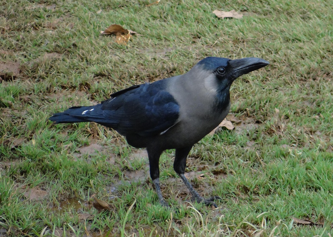 Wrona orientalna (Corvus splendens)