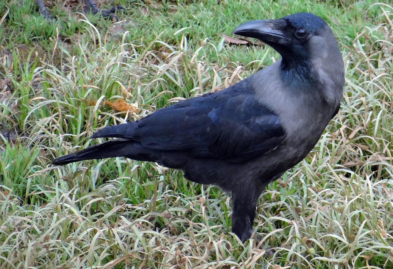 Wrona orientalna (Corvus splendens)