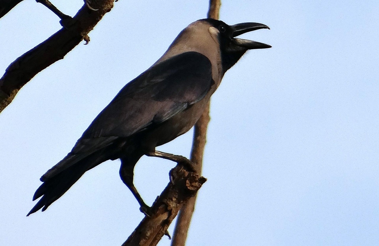 Wrona orientalna (Corvus splendens)