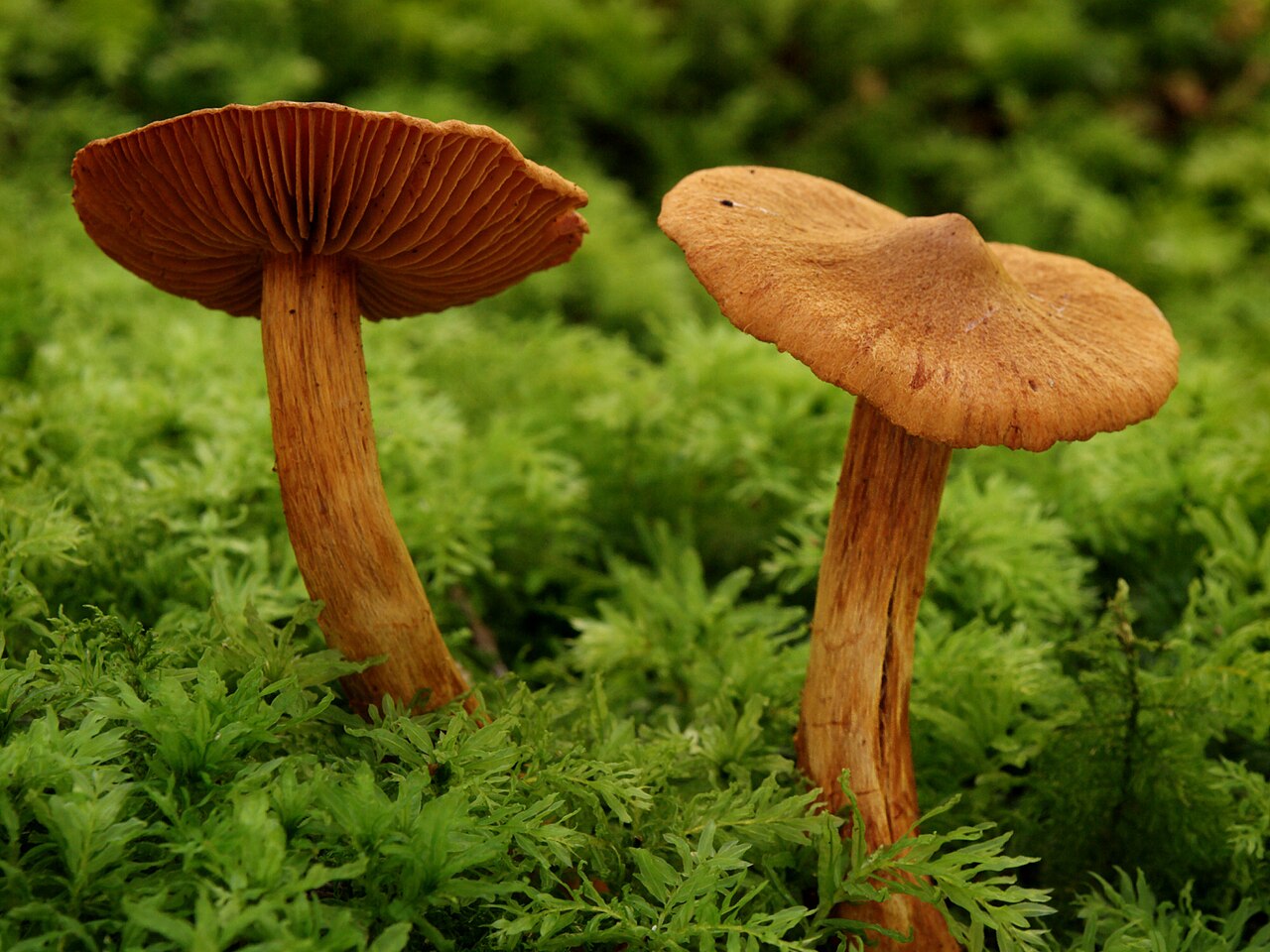 Zasłonak rudawy Cortinarius rubellus, trujące grzyby w Polsce