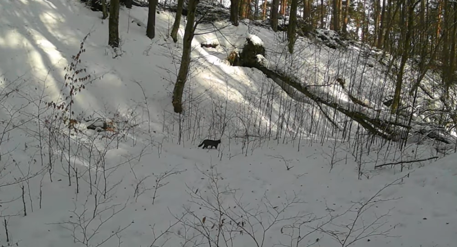 Żbik europejski w polskim lesie