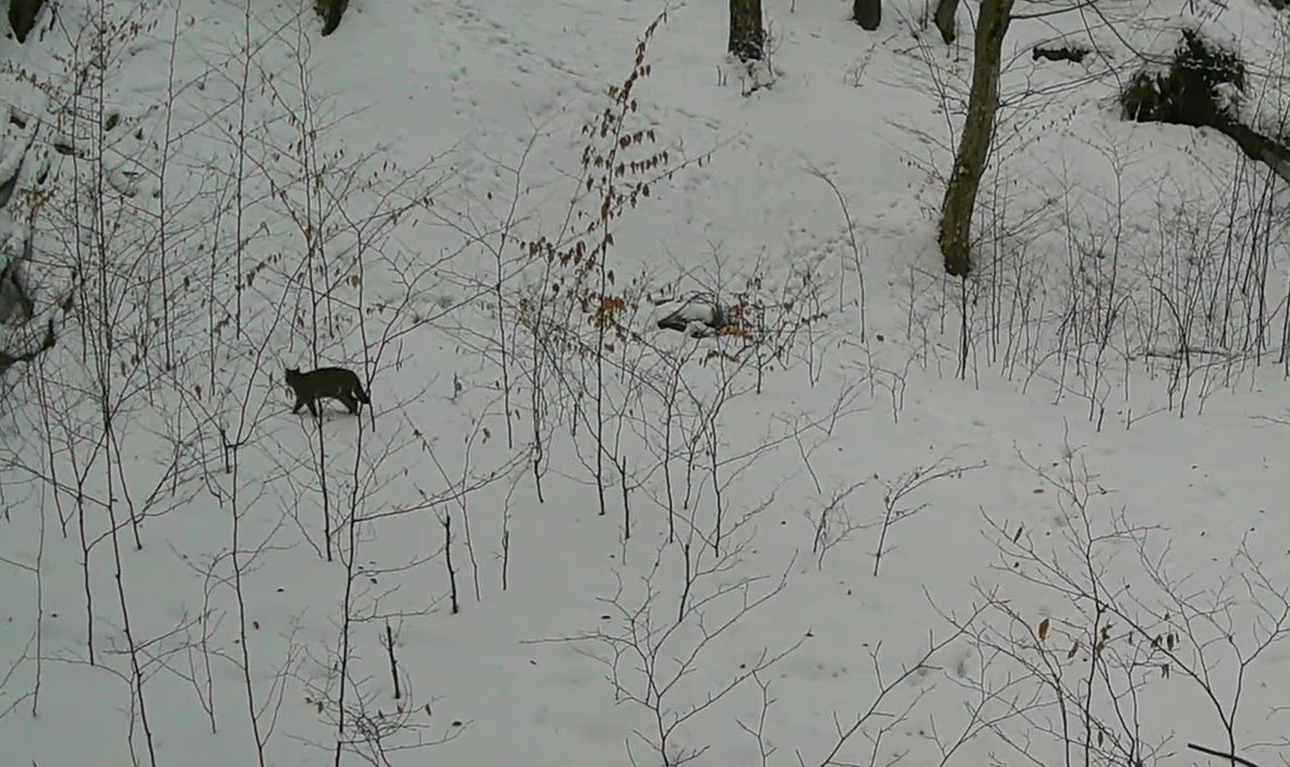 Żbik europejski w polskim lesie