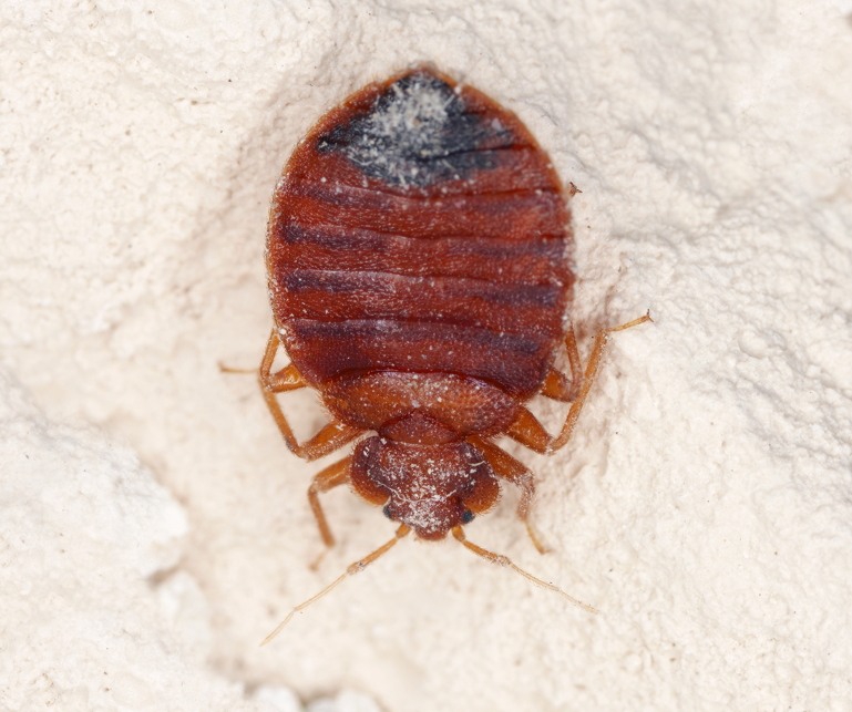 zdjęcie pluskwy w domu