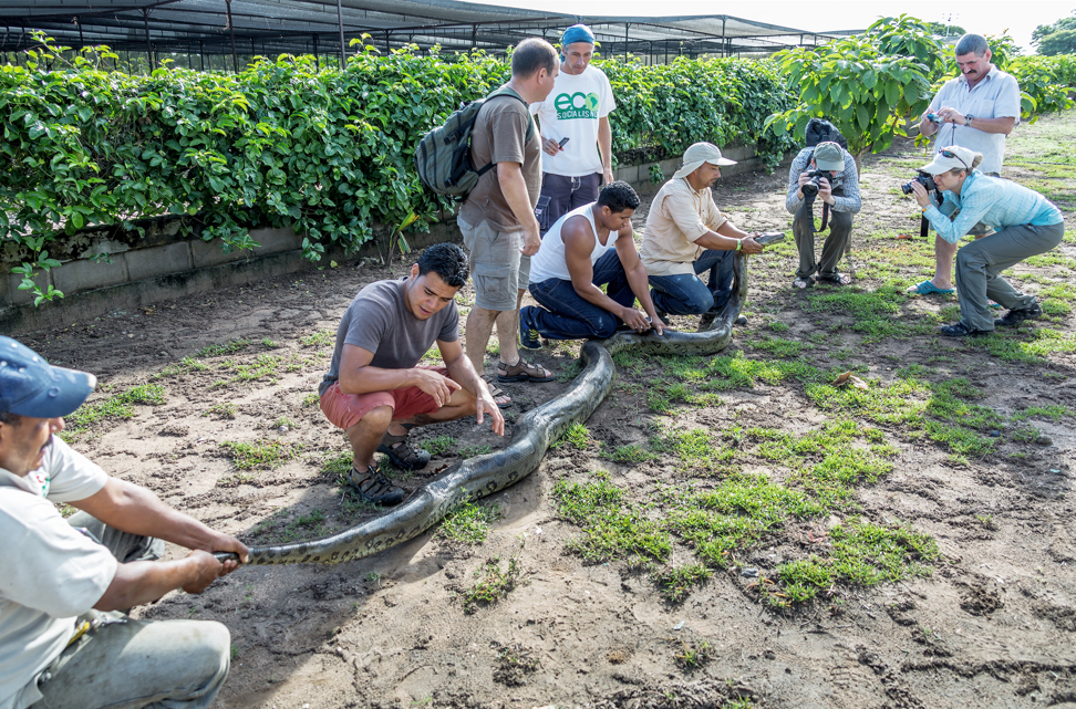 złapana anakonda zielona