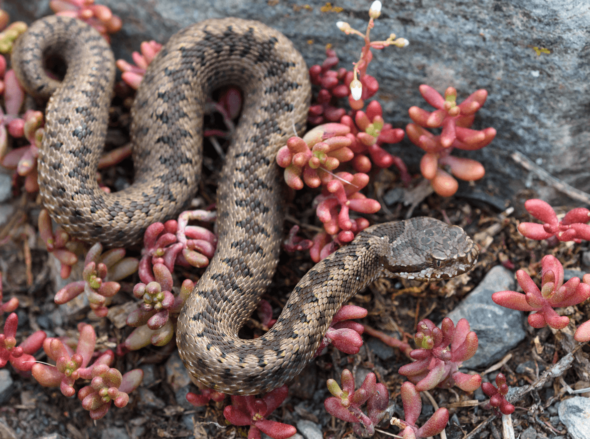 żmija żebrowana, jadowite węże w Europie