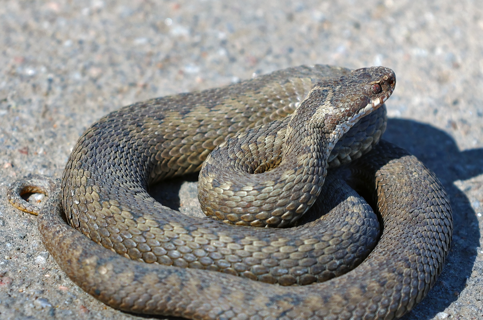 żmija zygzakowata Viper berus 