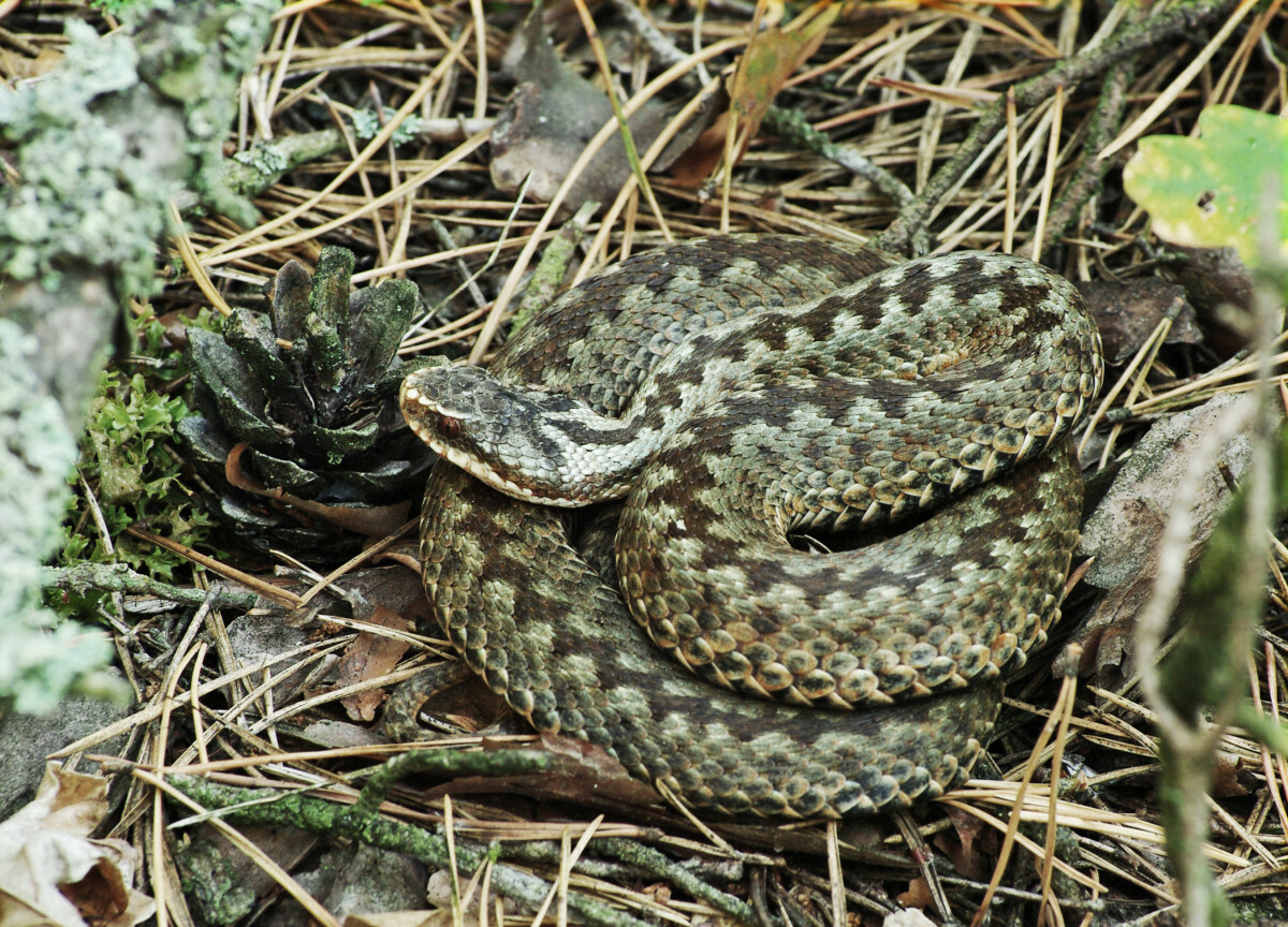 żmija zygzakowata Vipera berus, jadowite węże w Polsce