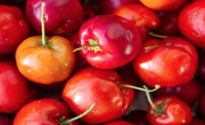 Acerola