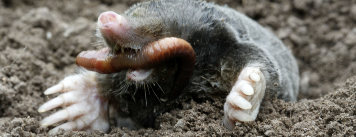 Sposób na krety w ogrodzie