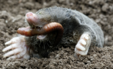 Sposób na krety w ogrodzie