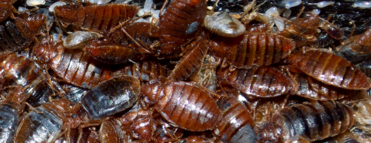 Pluskwy w domu. Zwalczanie, sposoby