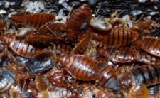 Pluskwy w domu. Zwalczanie, sposoby