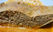 Śledziona wołowa, zdrowe mięso w diecie