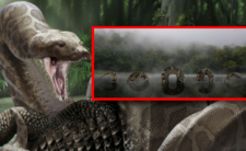 Titanoboa, największy wąż