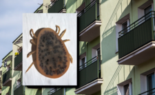 Ptasie kleszcze, obrzeżki gryzą