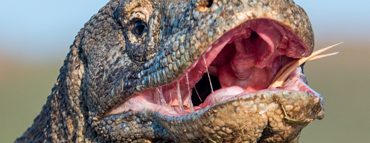 Waran z Komodo