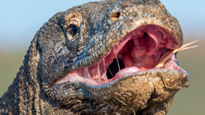 Waran z Komodo
