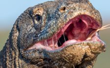 Waran z Komodo