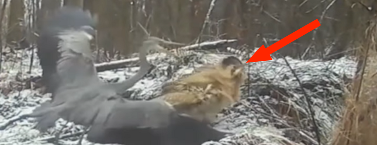 Bąk zwyczajny w polskim lesie