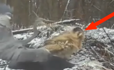 Bąk zwyczajny w polskim lesie