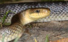 wąż Eskulapa, węże w Polsce