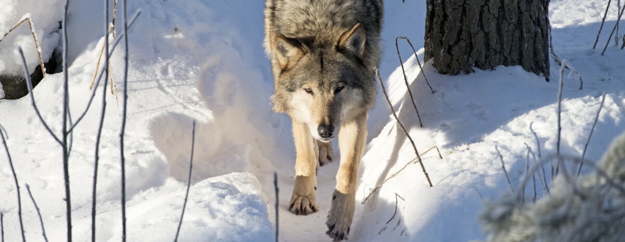 Wilki w Polsce, informacje