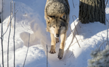 Wilki w Polsce, informacje