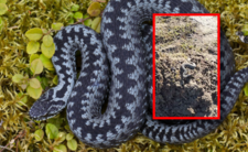 Żmija zygzakowata, jadowite węże w Polsce