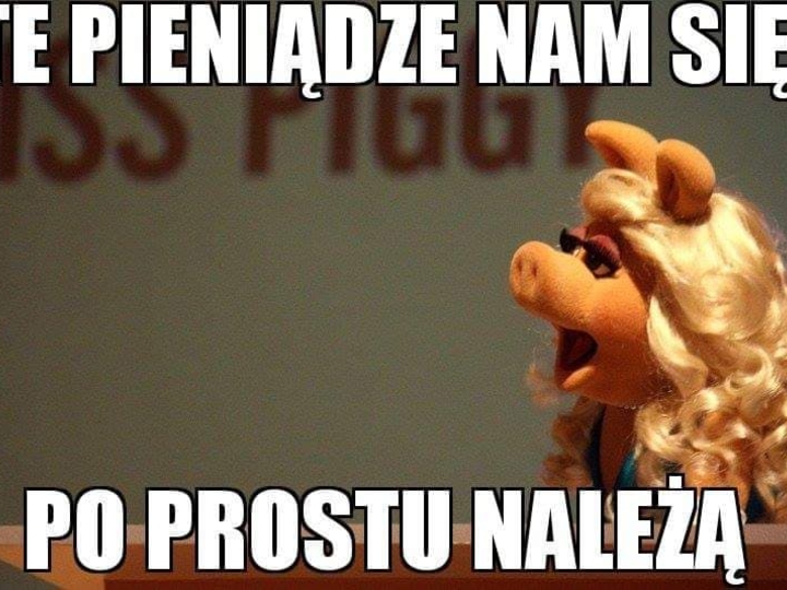 Memy Pis Da 500 Plus Na Krowy A Swinie Szykuja Sie Do Strajku