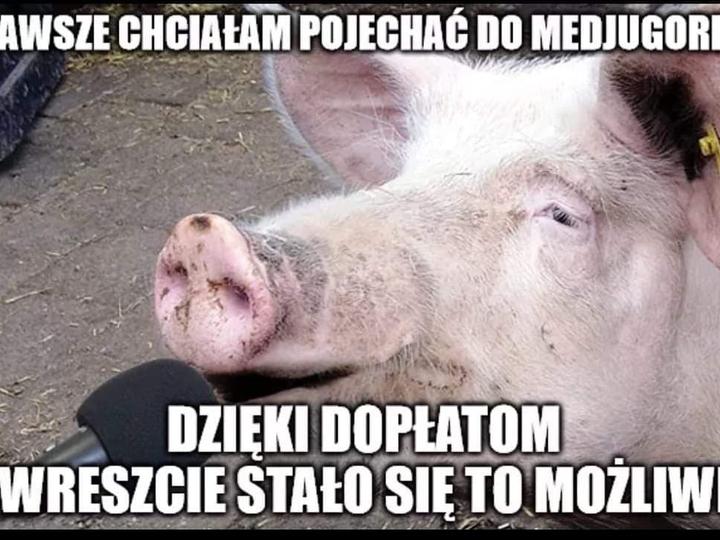Memy Pis Da 500 Plus Na Krowy A Swinie Szykuja Sie Do Strajku