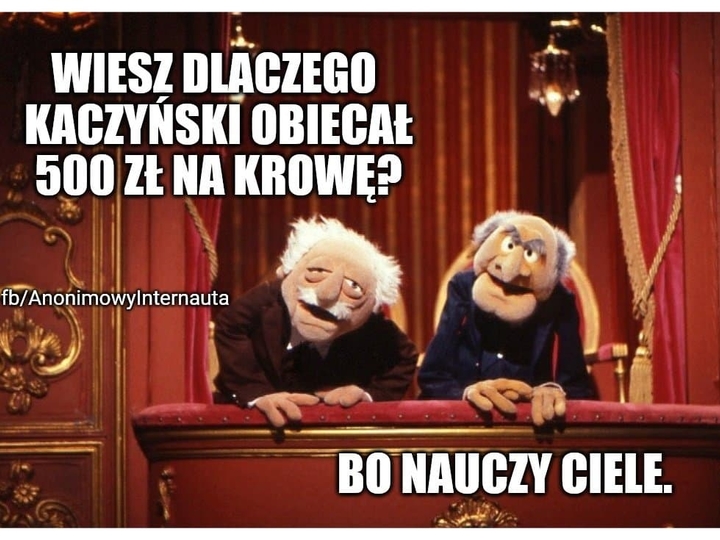 Memy Pis Da 500 Plus Na Krowy A Swinie Szykuja Sie Do Strajku